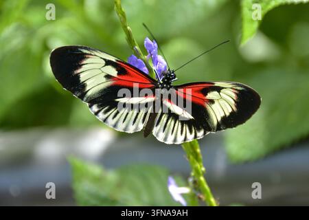 Farfalla Foto Stock