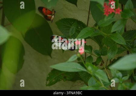 Farfalla Foto Stock