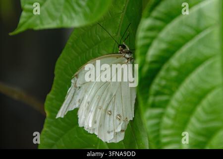 Farfalla Foto Stock