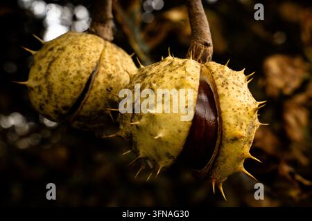 Seme di castagna di cavallo maturo che fuoriesce dalla buccia spinosa spaccata sull'albero Foto Stock