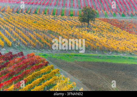 I colori autunnali coprono un vigneto con vivaci fogliame rosso e giallo sulle colline rurali Foto Stock