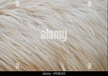 Fotografia orizzontale dettagliata che mostra la texture morbida e ondulata e le fibre delicate della pelliccia o della lana animale beige chiaro. Foto Stock