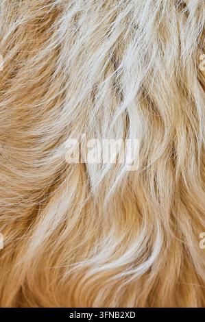 Fotografia verticale dettagliata che mostra la texture morbida e ondulata e le fibre delicate della pelliccia o della lana animale beige chiaro Foto Stock