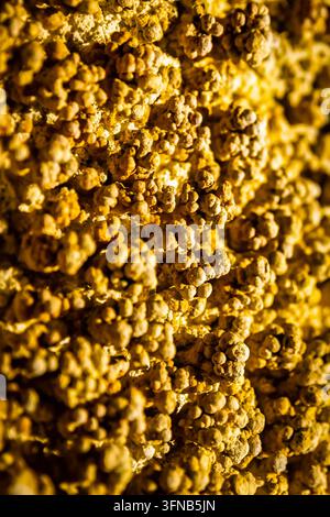 Vista ravvicinata dettagliata di formazioni coralloidi a pop-corn di grotta irregolari sul calcare all'interno delle Lehman Caves in Nevada Foto Stock
