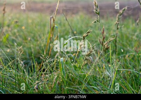 Rete di ragnatele ricoperta di rugiada nell'erba del prato all'alba Foto Stock