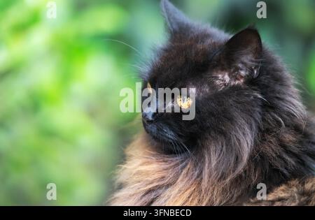 Un ritratto ravvicinato di un gatto nero soffice con occhi arancioni dorati Foto Stock
