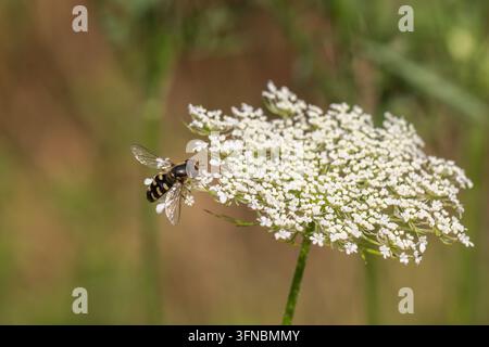 Moscarda (Scaeva) posata su un fiore di carota selvatica, con segni neri e gialli e ali delicate su uno sfondo naturale leggermente sfocato Foto Stock