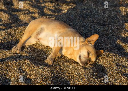 Un bulldog francese rosso-marrone di 10 anni, rilassato su una spiaggia di ciottoli. Foto Stock