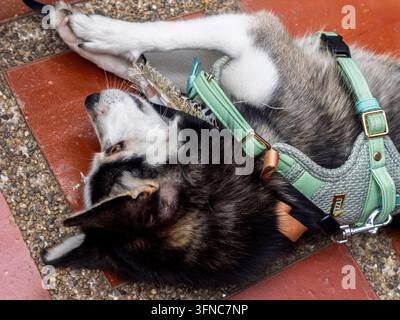 Un primo piano di profilo di un piccolo cane Pomsky, un incrocio tra un husky siberiano e un pomeraniano, con occhi blu sorprendenti, seduto all'aperto. Foto Stock