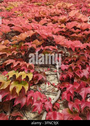 Eddera rossa della Virginia che ricopre un vecchio muro di muratura in autunno Foto Stock