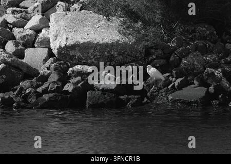 Un airone bianco si trova tra grandi rocce lungo una riva di fiume in una scena naturale monocromatica in bianco e nero. Foto Stock