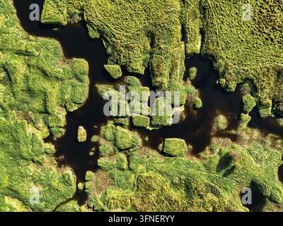 Vista aerea dall'alto di una palude rigogliosa e di acqua di torba scura Foto Stock