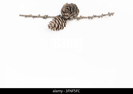 Foto botanica eco premium minimalista di ramo di larice con pigne su sfondo bianco isolato con spazio di copia orizzontale Foto Stock