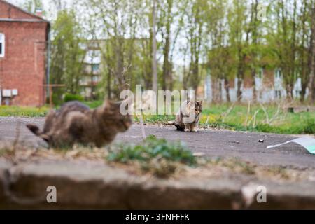 Due gatti nel cortile, confronto giocoso tra animali curiosi su asfalto crepato, macchie di vegetazione e sfondo di un appartamento Foto Stock