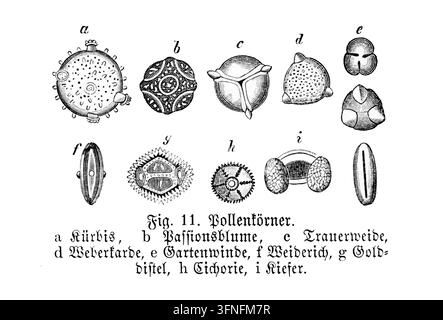 Granelli di polline: Strutture botaniche microscopiche che illustrano forme diverse per studi scientifici, un'incisione dettagliata del XIX secolo. Foto Stock