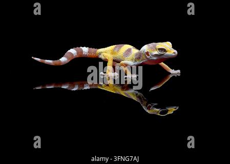 Gecko leopardo (Eublepharis macularius) isolato su sfondo nero Foto Stock