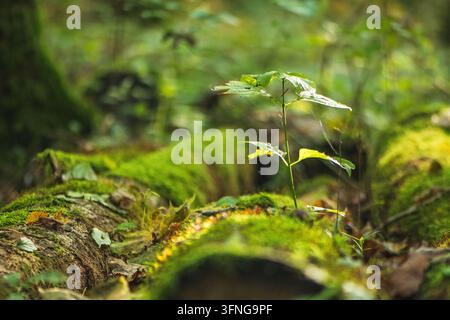 Un primo piano di un piccolo germoglio verde che cresce da un tronco coperto di muschio in una foresta nebbiosa Foto Stock