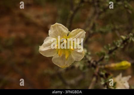 Hermannia auricoma Fiore selvatico giallo nel Parco Transfrontaliero di Kgalagadi 17325 Foto Stock
