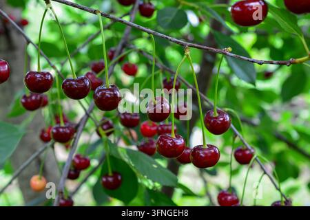 Ciliegie acide mature appese a un ramo di albero in giardino, vista frontale Foto Stock