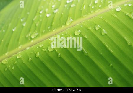 Sfondo tropicale astratto che mostra gocce di pioggia fresche su un motivo vivace di foglie di banano verde Foto Stock