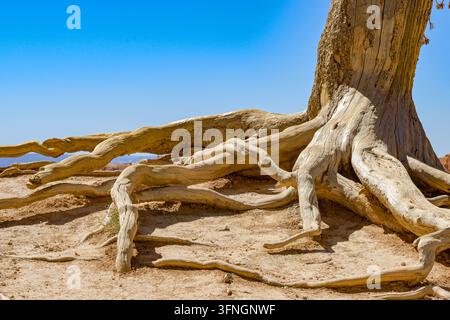 Primo piano delle radici esposte e attorcigliate di un albero isolate contro un cielo blu. Nessuna persona. Foto Stock