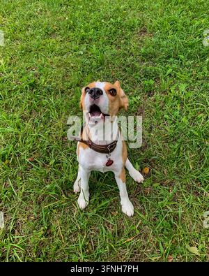 Cane Beagle con collare di pelle seduto sull'erba verde, guarda in alto con la bocca aperta Foto Stock