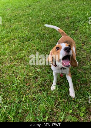 Beagle giocoso con un collare di pelle che guarda con la bocca aperta mentre è in piedi sull'erba verde Foto Stock