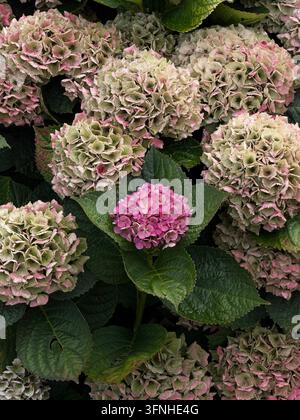 Primo piano di fiori di ortensia in fiore nei toni del rosa tenue, bianco e verde Foto Stock