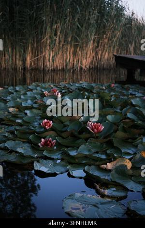 Paesaggio serale suggestivo di uno stagno tranquillo con ninfee rosa in fiore e spesse zolle verdi in primo piano. Foto Stock