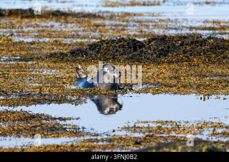 Giovane foca che riposa in una pozza di marea poco profonda tra alghe dorate, con un riflesso chiaro nell'acqua calma della costa alla spiaggia di Ytri. Foto Stock