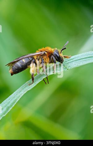 Fotografia macro in primo piano di un'ape pelosa che riposa su una foglia d'erba, circondata da uno sfondo naturale verde morbido e da un bellissimo bokeh all'aperto Foto Stock