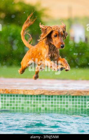 Cocker spaniel bagnato salta in aria sopra una piscina nel cortile, con gocce d'acqua sul pelo e uno sfondo sfocato di giardino verde. Foto Stock
