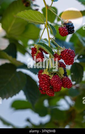 Scatto verticale in primo piano di bacche di more rosse che maturano appese a un ramo verde in un orto biologico in una giornata estiva soleggiata Foto Stock