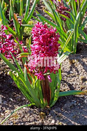 Giacinto comune, Giacinto da giardino o Giacinto olandese, Hyacinthus orientalis "Woodstock", Asparagaceae (Hyacinthaceae). Asia occidentale. Foto Stock