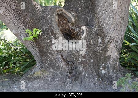 grande cavità naturale, vuoto, che si forma all'unione di un ramo sul tronco, albero maturo di legno duro (macro, primo piano, ombra) Foto Stock