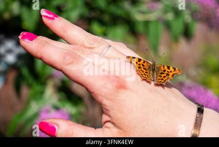 Una bellissima farfalla fritillaria argentata, Argynnis paphia, che riposa delicatamente su una mano umana. Le ali arancioni con segni distintivi creano un contrasto naturale sorprendente contro la pelle. Questa scena intima della fauna selvatica cattura temi della biodiversità, p Foto Stock