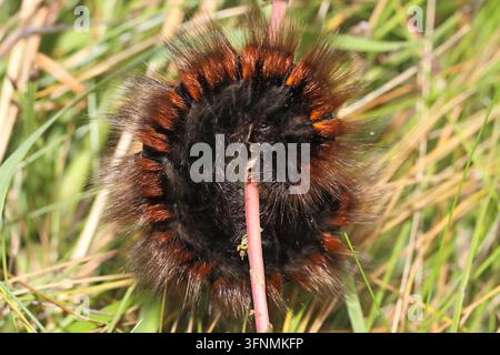CATERPILLARE DELLA VOLPE (Macrothylacia rubi) larva finale, Regno Unito. Foto Stock