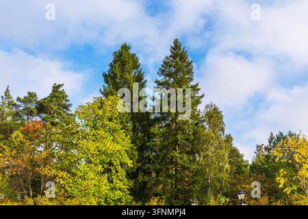 Bella vista di alti abeti rossi e betulle autunnali sullo sfondo di un cielo nuvoloso. Svezia. Foto Stock