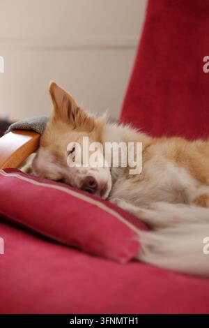 Un cane carino, piccolo e di colore chiaro sta dormendo sul divano in salotto. Foto Stock