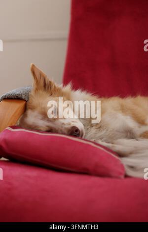 Un cane carino, piccolo e di colore chiaro sta dormendo sul divano in salotto. Foto Stock