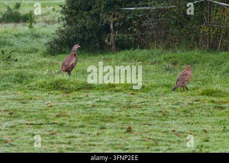 Due femmine di fagiani comuni (Phasianus colchicus) che camminano su un prato verde e rugiadoso vicino ad Amburgo, Germania. Foto Stock