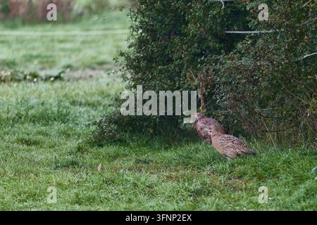 Fasiane femmine (Phasianus colchicus) mimetizzate accanto a una siepe verde nella campagna di Amburgo, Germania. Foto Stock