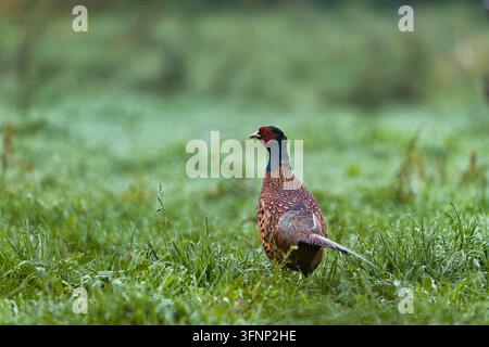 Faisano comune maschio (Phasianus colchicus) in piedi in un prato verde vicino ad Amburgo, Germania. Foto Stock