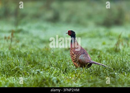 Fagiano maschio dal collare colorato (Phasianus colchicus) con piumaggio vivace su un campo rugiadoso in Germania. Foto Stock