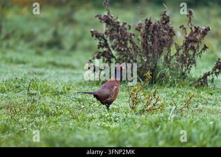 Fagiano maschio (Phasianus colchicus) in vista di profilo circondato da erba verde con spazio per testo. Foto Stock