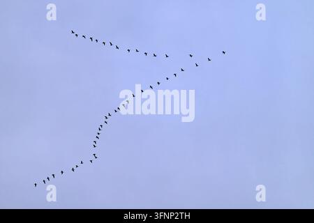 Stormo di gru comuni (Grus grus) che vola in formazione a V contro un cielo blu durante la migrazione su Amburgo, Germania. Foto Stock