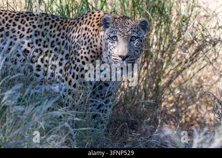 Un primo piano dettagliato di un leopardo (Panthera pardus) che sbircia tra le alte erbe secche della savana. Il mantello maculato e lo sguardo intenso del predatore sono catturati Foto Stock