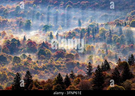 Nebbia mattutina e luce del sole attraverso la foresta autunnale vicino a Black Balsam Knob - Blue Ridge Parkway, North Carolina, USA Foto Stock