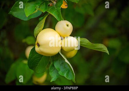 Alcune mele gialle e gustose appese al melo in autunno. Foto Stock