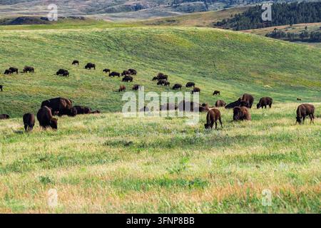 Branco di bufali nel parco statale di Custer Foto Stock